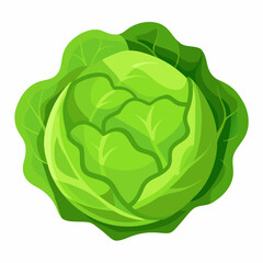 Obraz premium cabbage vector white background