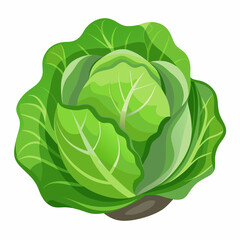 Obraz premium cabbage vector white background