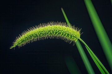 Fototapeta premium Close-up of a green plant with elongated spike structure.