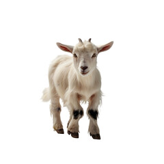 Fototapeta premium Adorable goat on transparent background Generative AI 
