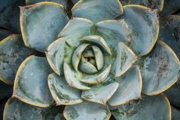 Fototapeta premium Close-up of a succulent plant with layered leaves.