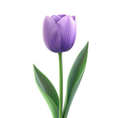 Fototapeta premium Elegant purple tulip with green leaves