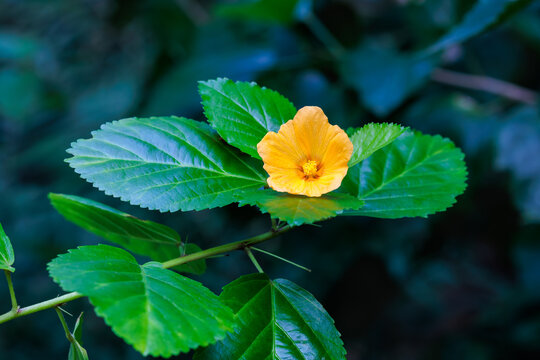 Yellow ilima flowers blooming beautifully in the greenhouse.