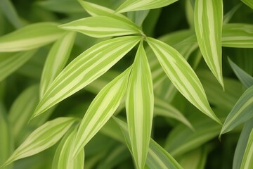 Close-up of vibrant green striped leaves.