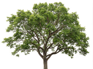 Obraz premium tree isolated. tree, isolated, nature, plant, branch, leaf, white, environment, summer, wood, forest, single, leaves, oak, spring, growth, trunk, life, grass, foliage, big, tall, large, one, season