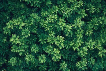 Dense green foliage from a top-down perspective.