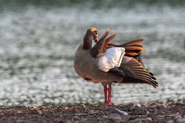 
"Striking a Pose: The Graceful Duck"