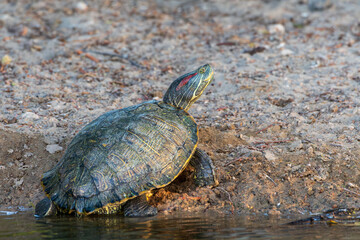 
"Young Turtle by the Lakeside Serenity"