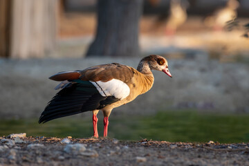 
"Radiant Splendor: A Colorful Duck at Golden Hour"