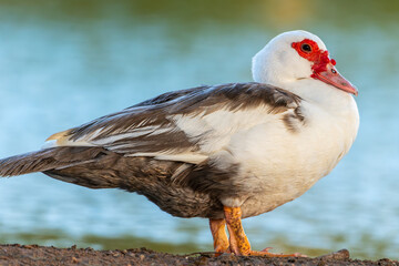 "Majestic Muscovy: A Graceful Pose"