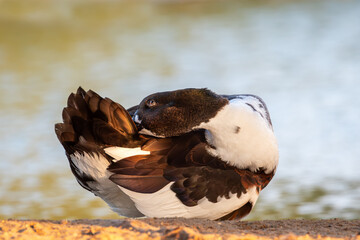 "Radiant Splendor: A Colorful Duck at Golden Hour"