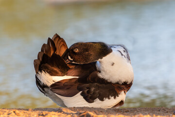 "Radiant Splendor: A Colorful Duck at Golden Hour"