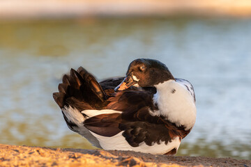 "Radiant Splendor: A Colorful Duck at Golden Hour"