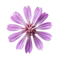 A Single Wildflower with Soft Colorful Petals