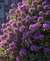 A bushy shrub covered in shali violet flowers that are starting to bloom in the spring season , garden, colors, shrub