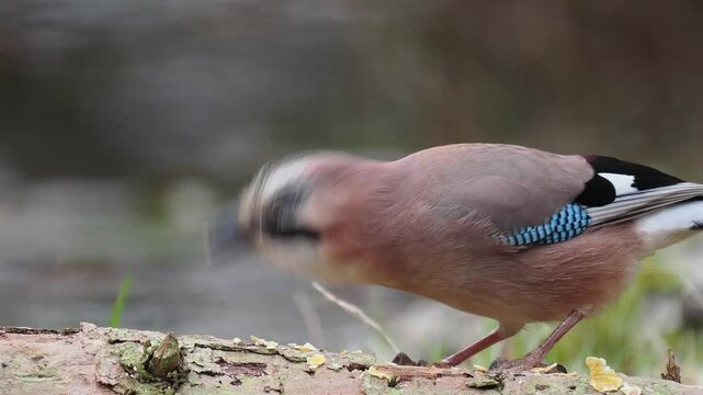 Eichelh&auml;her (Garrulus glandarius)    