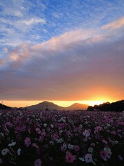 三野町吉津のコスモス畑2024【香川県三豊市三野町吉津】13