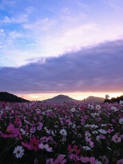 三野町吉津のコスモス畑2024【香川県三豊市三野町吉津】12