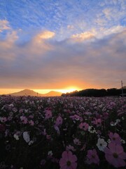 三野町吉津のコスモス畑2024【香川県三豊市三野町吉津】10