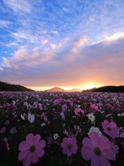 三野町吉津のコスモス畑2024【香川県三豊市三野町吉津】9