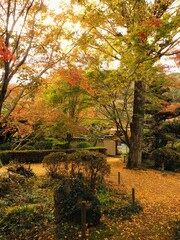 法泉寺の紅葉2024【香川県観音寺市】3