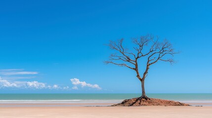 Lone Tree on Sandy Beach  Ocean View  Tropical Seascape