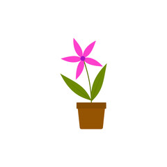 Fototapeta premium pink flower in a pot