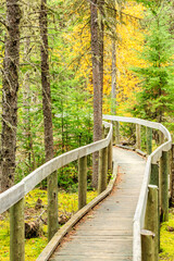 A wooden bridge over a forest with trees in the background