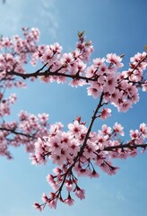 Fototapeta premium Cherry blossom branch in the distance against a clear blue sky , light airy texture, natural beauty