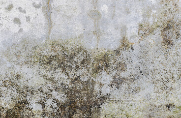 Green moss on cement wall