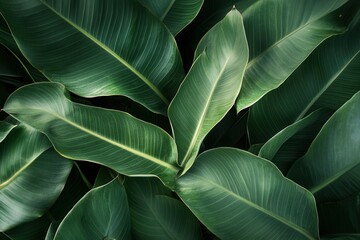 Obraz premium Lush green leaves creating a vibrant, natural backdrop.