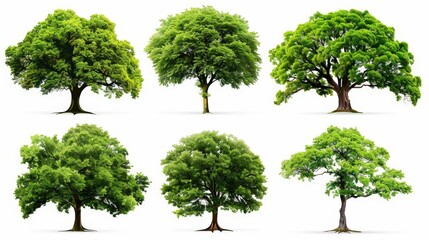 Fototapeta premium Collection of Lush Green Trees Isolated on White Background