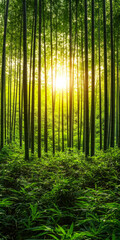 Fototapeta premium Sunlight filters through a dense bamboo forest in the early morning hours