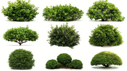 Fototapeta premium Collection of Lush Green Bushes and Shrubs
