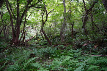 Fototapeta premium wild autumn forest in the gleaming sunlight