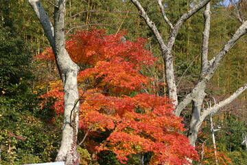 秋の風景（日本）関西