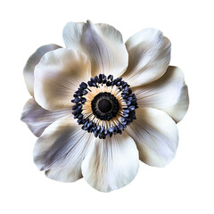 A Bloomed Anemone with Vibrant Colors