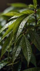 Fototapeta premium close up of leaves