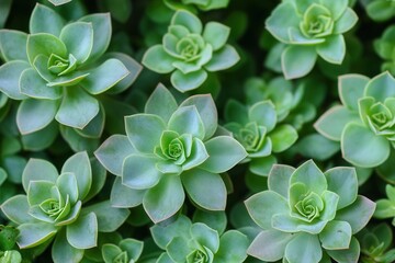 Lush green succulents in a vibrant arrangement.