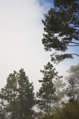 Obraz premium travel and people activity concept with tree and haze in tropical forest on mountain