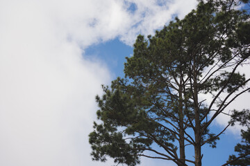 travel and people activity concept with tree and haze in tropical forest on mountain