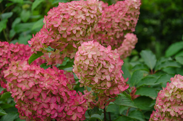 Hydrangea paniculata blooms beautifully in the garden, ornamental shrub for outdoor design