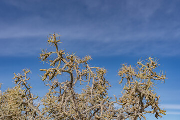 Mojave National Preserve , San Bernardino County, California. Mojave Desert / Kelso Mountains. ...