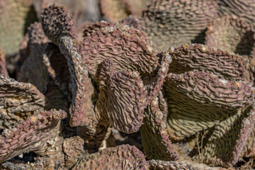 Obraz premium Opuntia basilaris var. basilaris. Opuntia basilaris, the beavertail cactus or beavertail pricklypear, Mojave National Preserve , San Bernardino County, California. Mojave Desert / Kelso Mountains