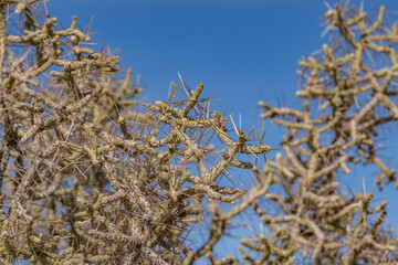 Mojave National Preserve , San Bernardino County, California. Mojave Desert / Kelso Mountains. ...