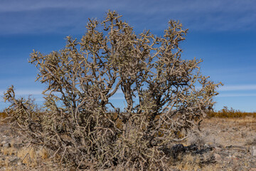 Mojave National Preserve , San Bernardino County, California. Mojave Desert / Kelso Mountains. ...