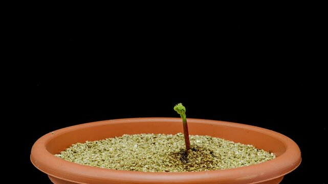 time lapse growing horse chestnut tree from seed