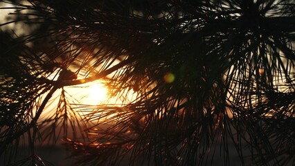 pine branch sunset, sun glare trees, dusk nature lights, serene evening glow, twilight forest...