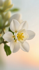Obraz premium jasmine flower blooming in the morning, created by Generative AI
