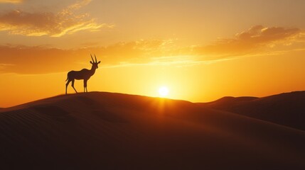 Oryx Antelope Silhouetted Against Desert Sunset
